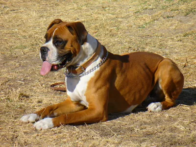 Боксерская собака (64 фото) - картинки sobakovod.club