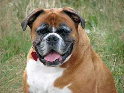 Боксер Собака Домашний Питомец - Бесплатное фото на Pixabay