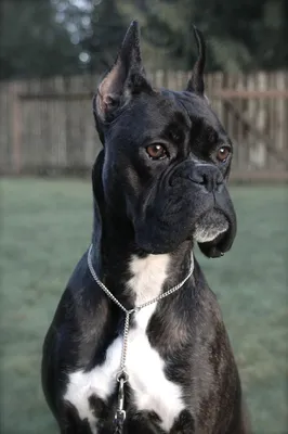 Собака боксер - уравновешенный охранник и друг семьи (95 фото)