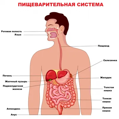 Болезнь Крона - причины появления, симптомы заболевания, диагностика и  способы лечения