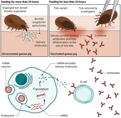мРНК-вакцина против болезни Лайма сделала жертв \