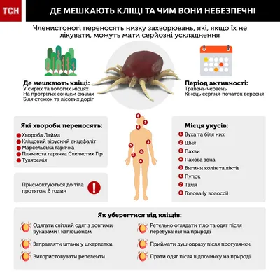 Клещи – биологическое оружие. Как Пентагон связан с распространение болезни  Лайма и причем тут Холодная война. — Мир — tsn.ua
