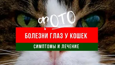 Болезни глаз у кошек |фото - симптомы и лечение - YouTube