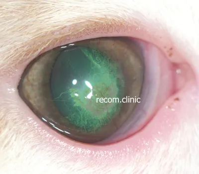 Кератит у кошек: симптомы, лечение, фото - ветеринарная офтальмология Реком