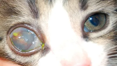 Болезни глаз у котов: причины, симптомы, фото, лечение у кошек