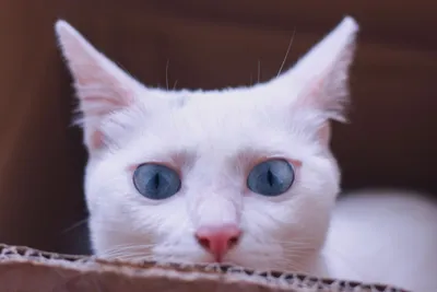 Почему у кошек нос меняет цвет | Pet4Me.ru