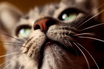 У кошек появился новый диагноз: усталость усов | Pet4Me.ru