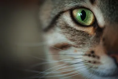Почему у кошек такие зрачки | Pet4Me.ru