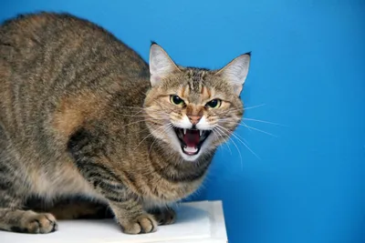 Агрессия у кошек: три главные причины | Pet4Me.ru