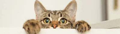 Аллергия у кошек: симптомы, причины и лечение в домашних условиях — Ozon  Клуб