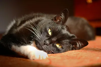 Здоровье кошек: FAQ для владельца | Pet4Me.ru