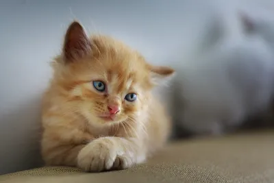 Болезни глаз у кошек - Здоровье кошки | Некоммерческий  учебно-познавательный интернет-портал Зоогалактика