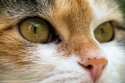 Вирусный лейкоз кошек: обзор болезни | Pet4Me.ru