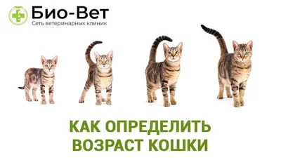 Здоровье кошки - Видеоуроки и лайфхаки | Некоммерческий  учебно-познавательный интернет-портал Зоогалактика