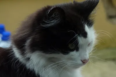 Коронавирус у кошек: интервью с доктором Эдди | Pet4Me.ru