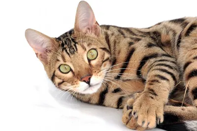 5 любопытных фактов о кошачьей внешности | Pet4Me.ru
