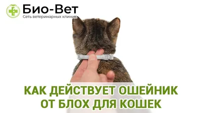 Здоровье кошки - Видеоуроки и лайфхаки | Некоммерческий  учебно-познавательный интернет-портал Зоогалактика