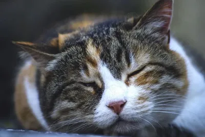 Польза кошек для здоровья: 10 фактов | Pet4Me.ru