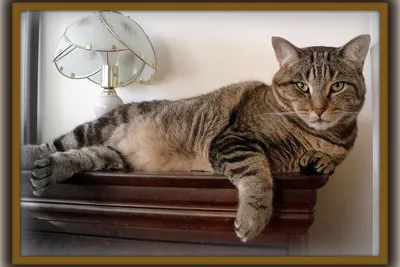 Котификация квартиры: как сделать ваш дом комфортным для кошек | Pet4Me.ru