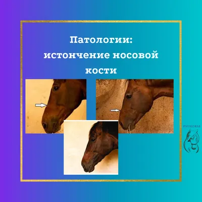 Horses » Травяная болезнь (выпуск журнала №48)