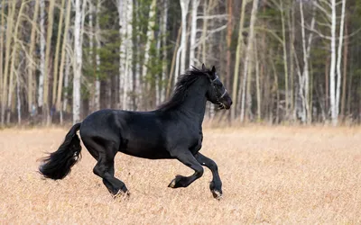 Все дело в оголовье. | Psyhorse | Дзен