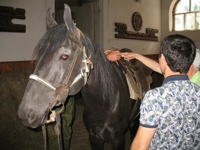 Все дело в оголовье. | Psyhorse | Дзен