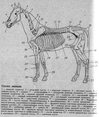 Читать онлайн «Болезни глаз у животных», Анатолий Михайлович Белобороденко  – Литрес, страница 2