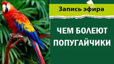 Виды попугаев. Описания, названия и особенности попугаев | мир животных |  Дзен