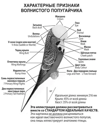 Странный нарост на глазе у волнистого попугая - Основной раздел - Форумы  Mybirds.ru - все о птицах