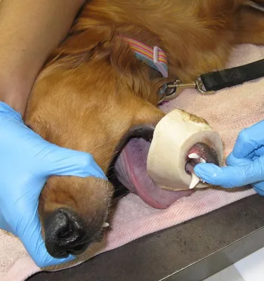 Больное горло собаки: причины, симптомы, диагностика и профилактика | Блог  ветклиники \