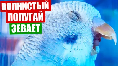 Ветеринарный справочник | Форумы о попугаях Parrots.ru