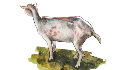 Инфекционный артрит-энцефалит коз и меди-висна овец