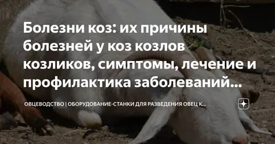 Болезни коз: их причины болезней у коз козлов козликов, симптомы, лечение и  профилактика заболеваний коз, лекарства-средства | Овцы Козы Оборудование  вет.станки «Шипмастер» МРС | Бизнес-Планы проекты автоматизация ферм |  Овцеводство Козоводство ...