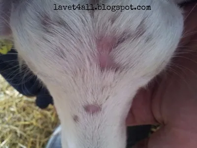 Алопеция (alopecia) у козы.