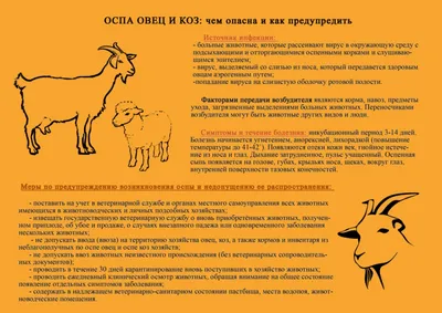 Жителей Одинцовского городского округа предупредили о риске оспы овец —  Одинцовский городской округ Московской области