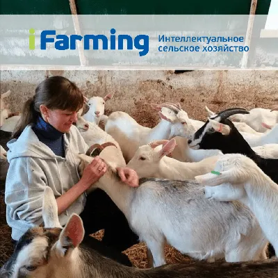 Овцы и козы в Зимовниковском районе погибли не из-за болезни — Управление  ветеринарии Ростовской области