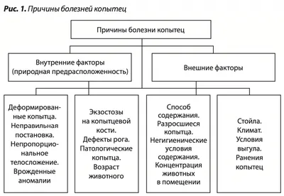 Оспа овец и коз - ОАО Белвитунифарм