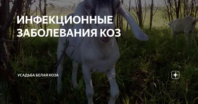 Ветеринарные препараты для коз - купить оптом в компании «Бионит»