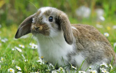 Болезни кроликов фото фотографии