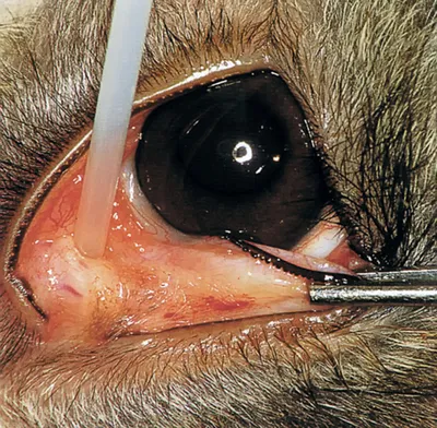 Офтальмологические заболевания мелких домашних животных. Кролики. Часть I
