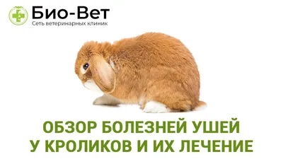 Обзор: Болезни Ушей у Кроликов 🐰 и Их Лечение // Сеть Ветклиник БИО-ВЕТ -  YouTube