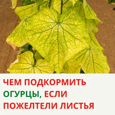 Листья огурцов ярко желтые - 55 фото