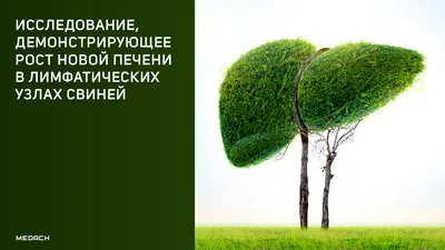 Почему кашляют поросята? Лечим аскаридоз свиней | Агропромышленный вестник