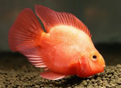 САПФИРОВЫЙ ПОПУГАЙ или ГОЛУБАЯ ПАНДА размер M рыбка для аквариума/Cichlid  Blue Panda Parrot/ | Зоомагазин \"Зоо сити\"