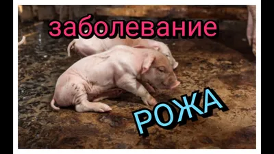 Болезни свиней рожа фото