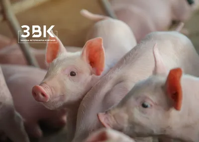 Риск профзаболеваний у работающих со свиньями и свининой - Статьи -  pig333.ru, от фермы к рынку