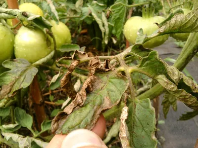 Болезни помидоров: фото, описание и способы лечения | Дачный участок