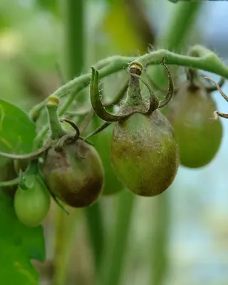 Болезни томатов, фото, описание и способы лечения | Супермаркет Семян