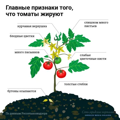 Как правильно выращивать помидоры, самые распространенные болезни томатов -  22 июля 2021 - 72.ru