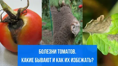 Болезни томатов фото и их лечение. В открытом грунте, в теплице.Грибковые болезни  томатов - YouTube